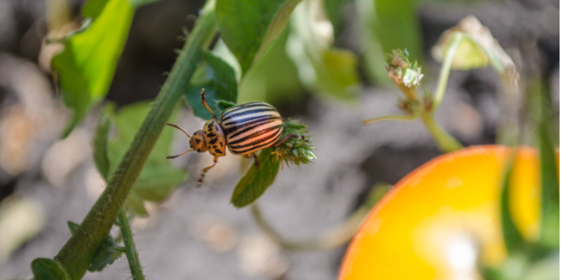 What Should I Do if Insects Are Destructing My Yard? | TEG
