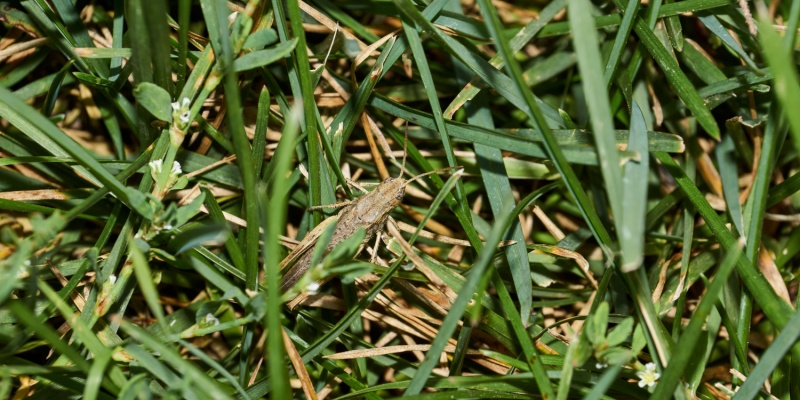 What Do I Do If Insects Are Destroying My Lawn? | TEG