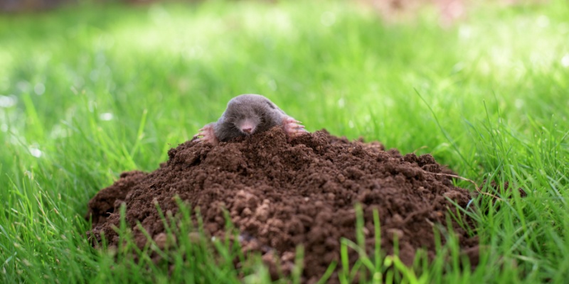 What Should I Do if Rodents Are Ruining My Lawn? | TEG